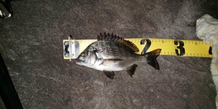 夜釣り　~若洲海浜公園~