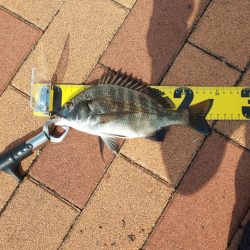 数釣り堪能　~辰巳橋付近~