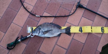 朝マヅ狙いも・・・