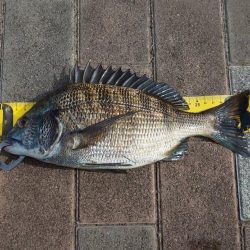 2時間釣行　～さざなみ公園～