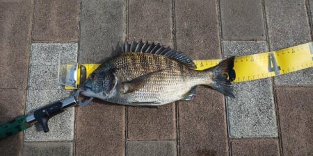 2時間釣行　～さざなみ公園～