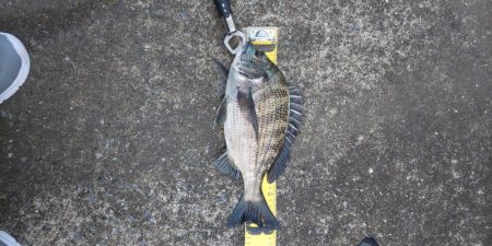 短時間釣行　～さざなみ公園～