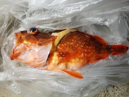 SUPフィッシング