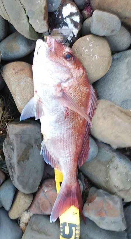 ショアジギでサワラ、マダイ