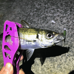 瀬戸内の島アジング（2019-13)