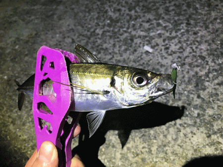 瀬戸内の島アジング（2019-13)