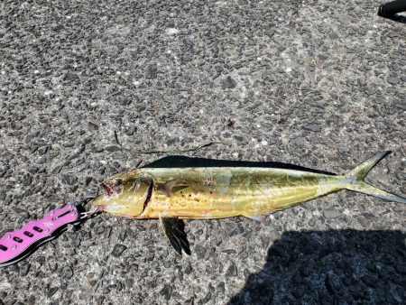 台風前の一文字に