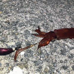 瀬戸内の島ケンサキエギング(2019-1)