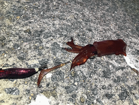 瀬戸内の島ケンサキエギング(2019-1)…