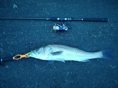 台風後のシーバス