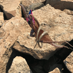 姫路タコ(2019-3)