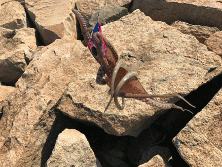 姫路タコ(2019-3)