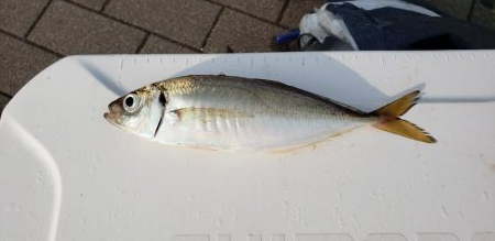 良型アジゲット