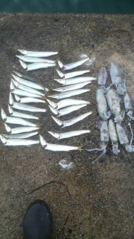 秋イカ初陣の巻