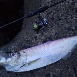 有明ターポン！