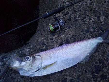 有明ターポン！