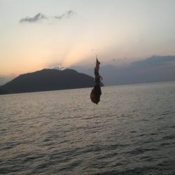 エギングデビュー