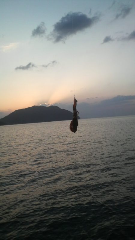 エギングデビュー