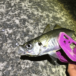 瀬戸内の島アジング(2019-15)