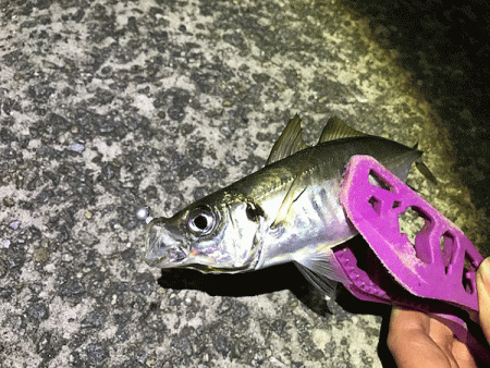 瀬戸内の島アジング(2019-15)