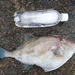 でっぷりウマズラ