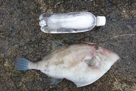 でっぷりウマズラ