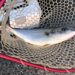 朝まずめ釣行③