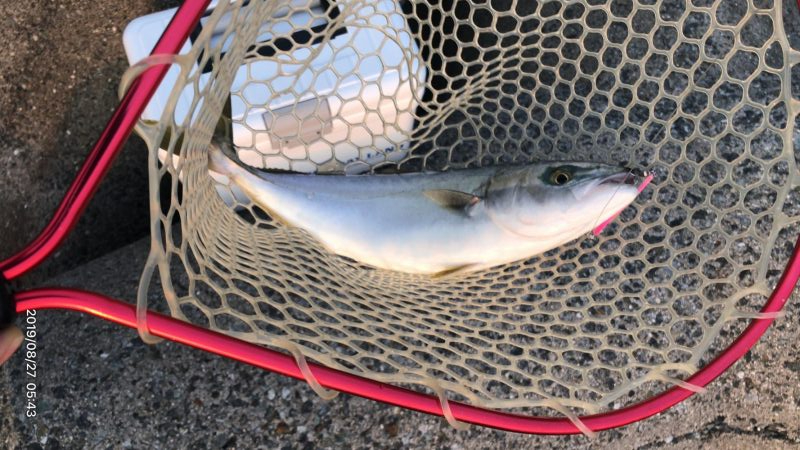 朝まずめ釣行③