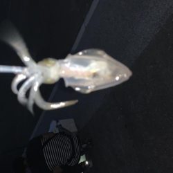 ケンサキイカ撃沈