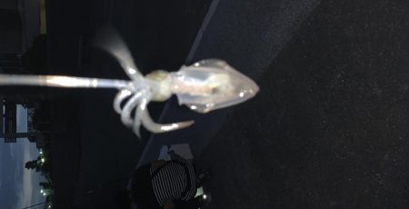 ケンサキイカ撃沈