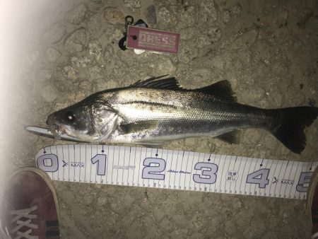 台風開けの増水