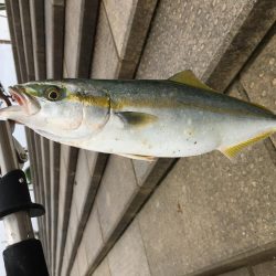 もうちょっとでハマチ