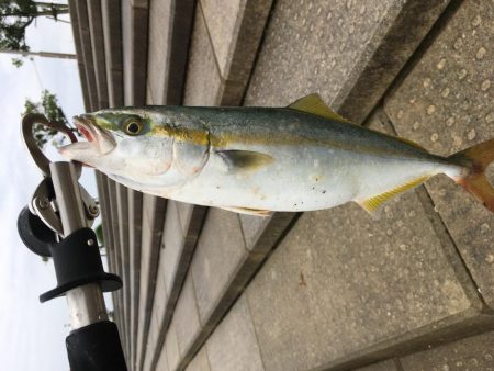 もうちょっとでハマチ