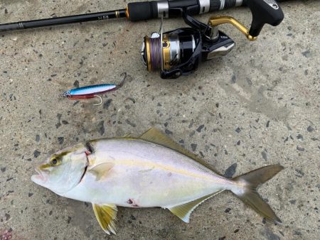 爆釣シオ！ ツバス！ カマス！