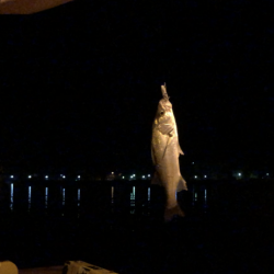 小さいのしか釣れない