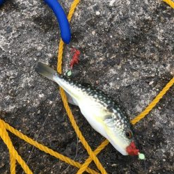 クサフグ大発生