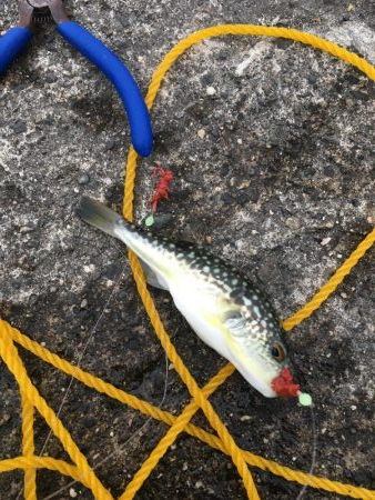 クサフグ大発生