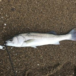台風後の荒れサーフ