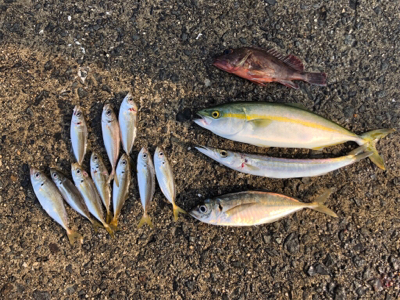 リベンジショアジギ…のはずが？