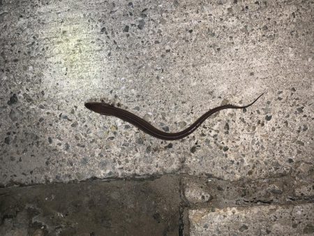 ちょい投げ釣行