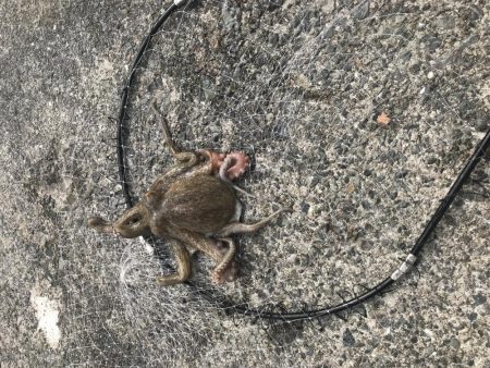 メタルジグでまさかの