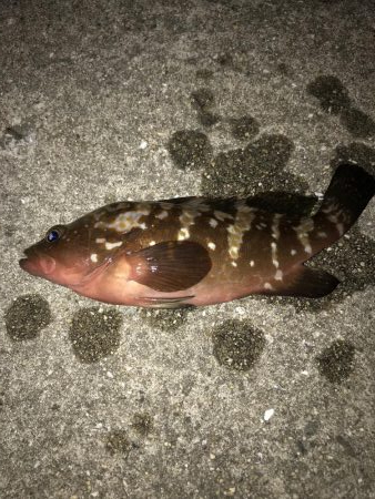 逆鱗のアコウゲーム