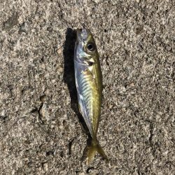 デイアジング オクトパッシング