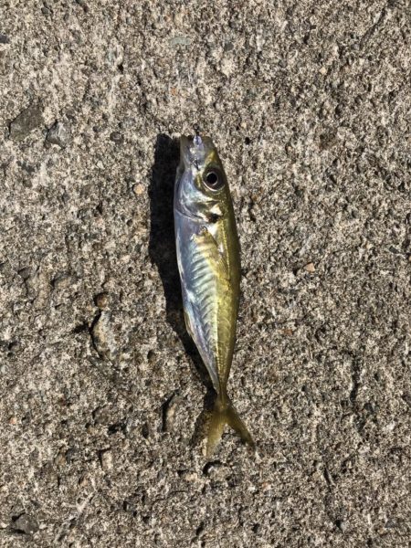 デイアジング オクトパッシング