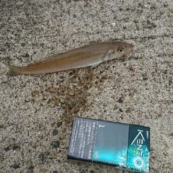 MAX入賞逃し、良型キス求めて