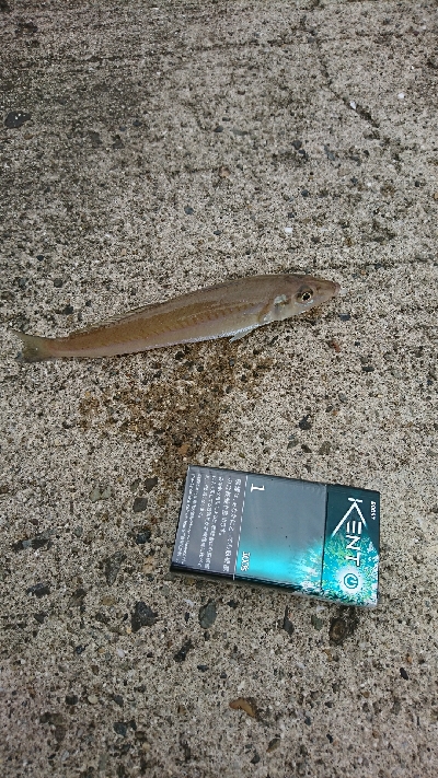 MAX入賞逃し、良型キス求めて