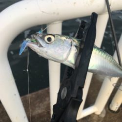 アジ、サバ、ツバス