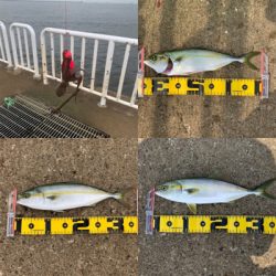 ツバスのませ時々タコ