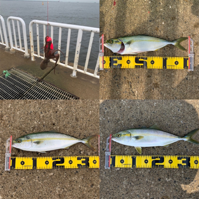 ツバスのませ時々タコ