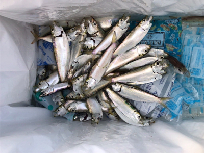 夕方から沢山釣れました！